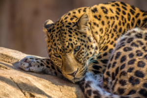 Zoo Leopard5796315646 300x200 - Zoo Leopard - Leopard, Emerald